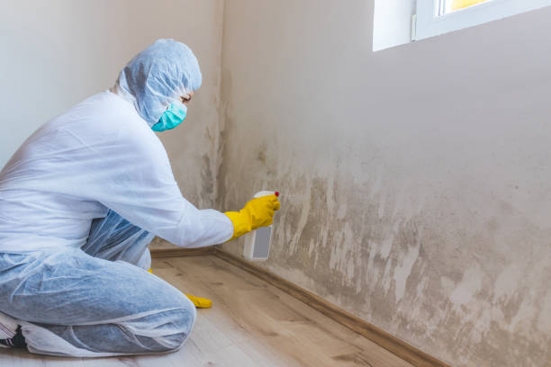 Licensed Mold Inspection service in Mackinaw City, MI - WQB Mold Removal