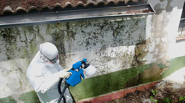 Top rated local Mold Inspection specialists in Mackinaw City, MI